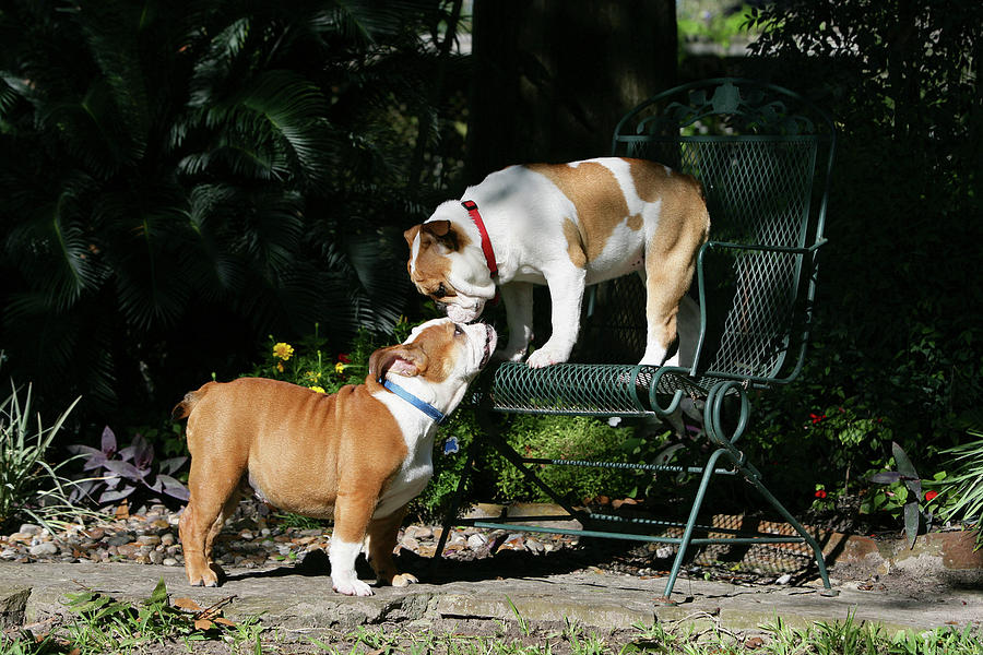 Animal Photograph - French Bulldog 46 by Bob Langrish
