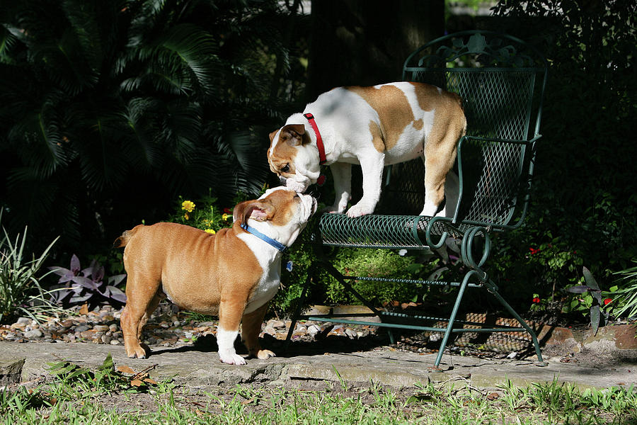 Animal Photograph - French Bulldog 47 by Bob Langrish