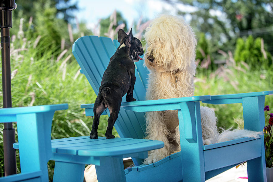 French Bulldog Goldendoodle Mix | lupon.gov.ph