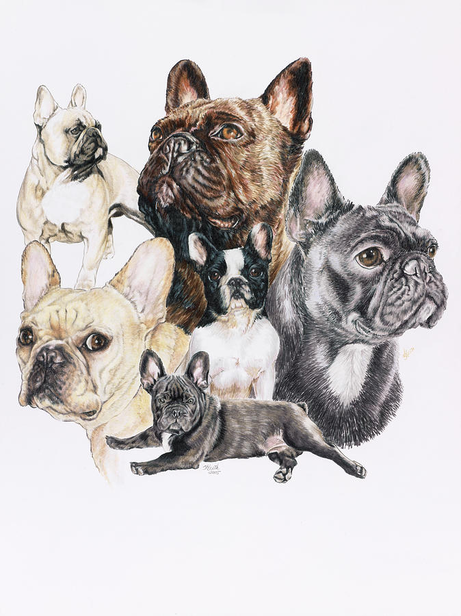 Animal Painting - French Bulldog by Barbara Keith