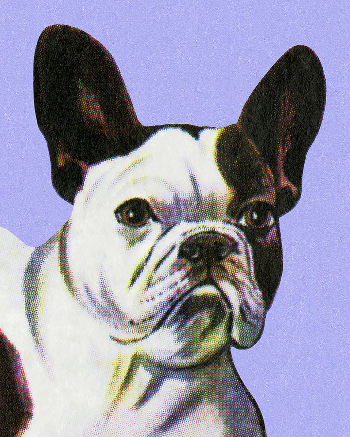 Vintage Drawing - French Bulldog by CSA Images