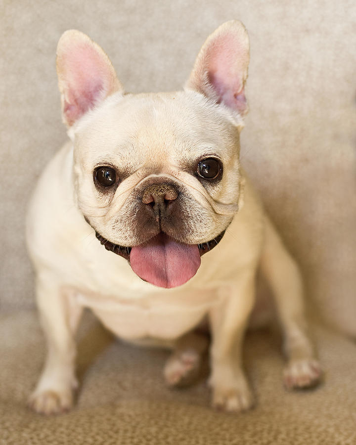 French Bulldog Photograph by Jody Trappe Photography