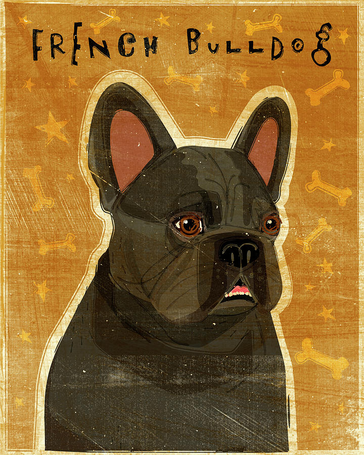 Animal Digital Art - French Bulldog by John W. Golden
