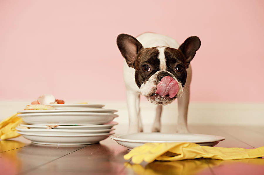 French Bulldog Licking Dirty Dishes Photograph by Valderrama Photography