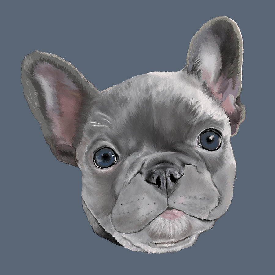 gray french bulldog puppy
