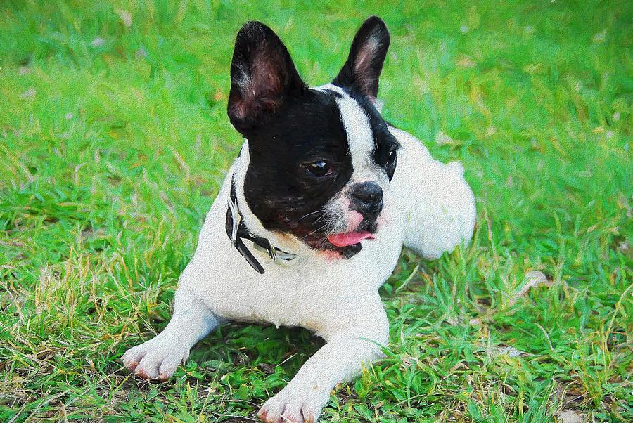 French Bulldog Puppy in the Grass - Painted Painting by Ericamaxine ...