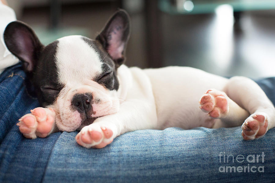 French Bulldog Puppy Sleeping On Knees Photograph by Patryk ...