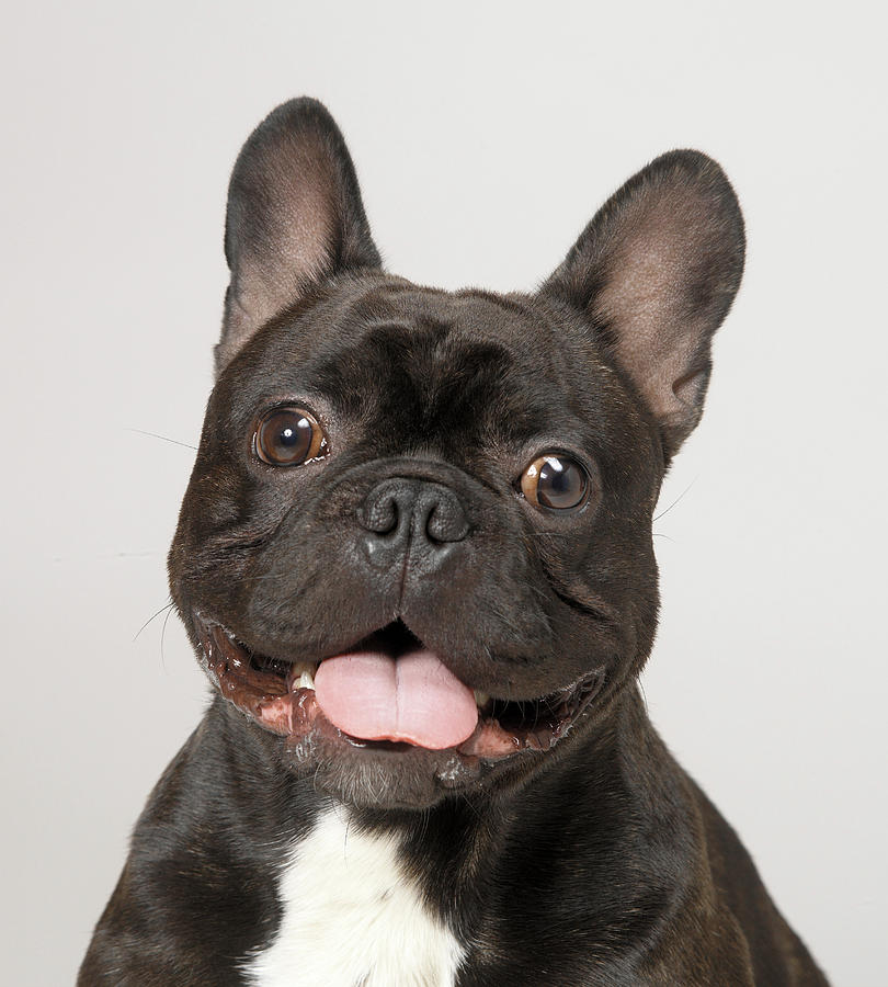 French Bulldog With Mouth Open Digital Art by Simon Murrell | Fine Art ...