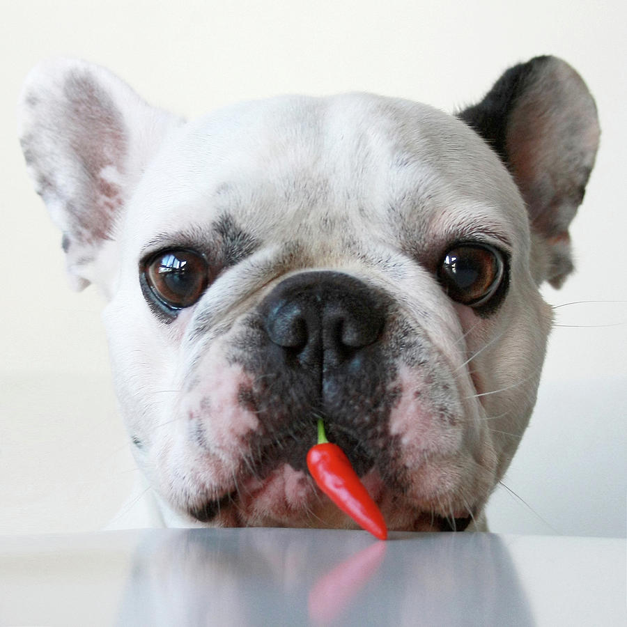 French Bulldog With Red Pepper Photograph by Retales Botijero
