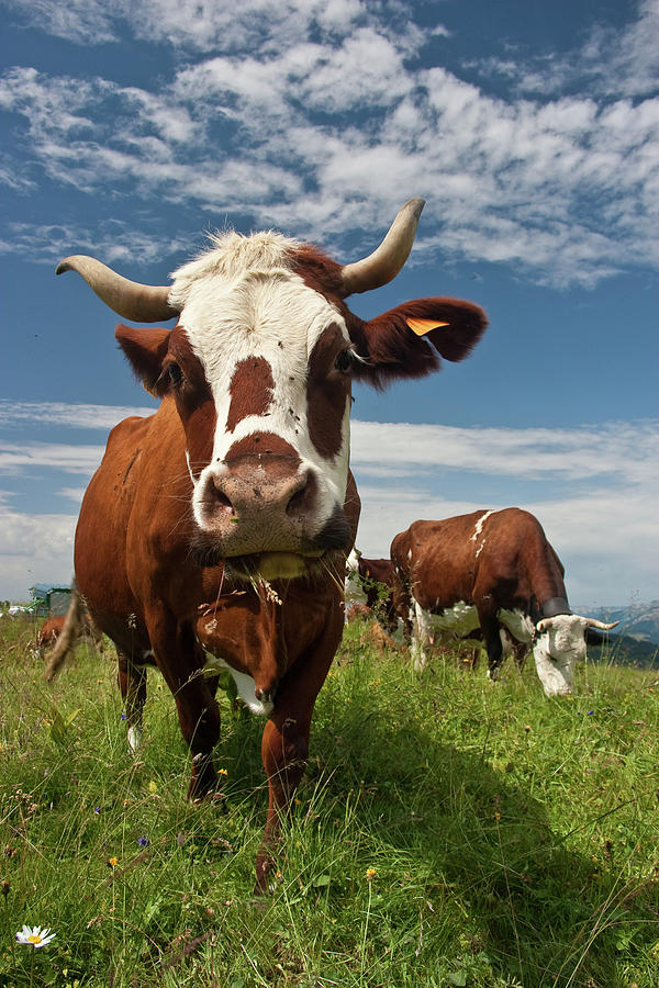 French Cow by Copyright Marc Duminy