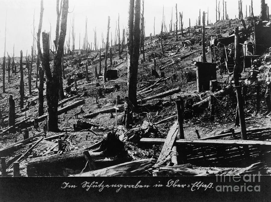 French Forest Destroyed In Wwi Photograph by Bettmann