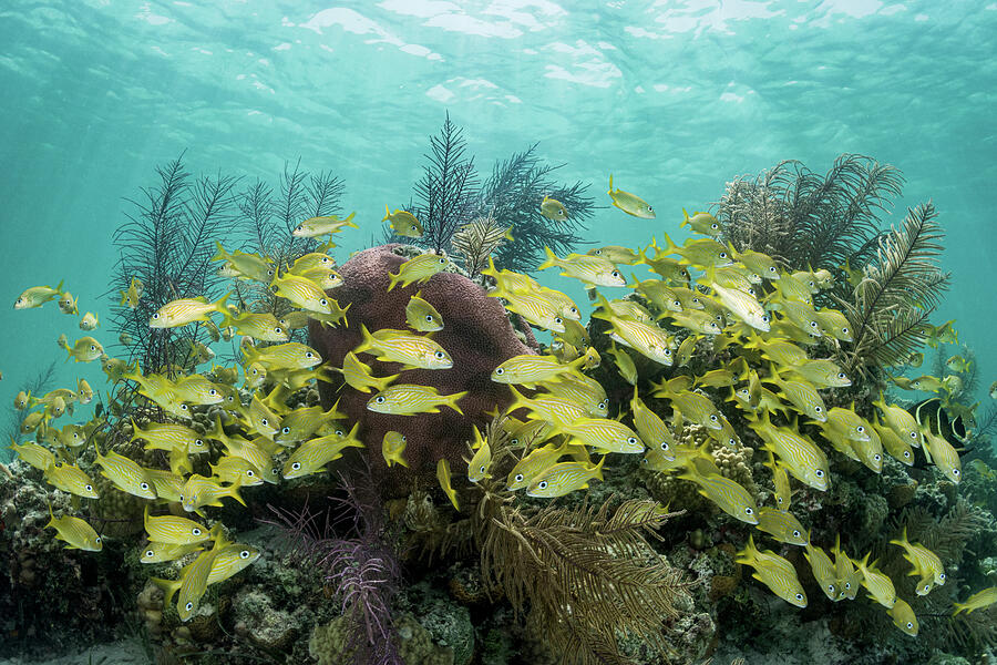 French Grunt School In Coral Reef. The Photograph By Shane Gross 