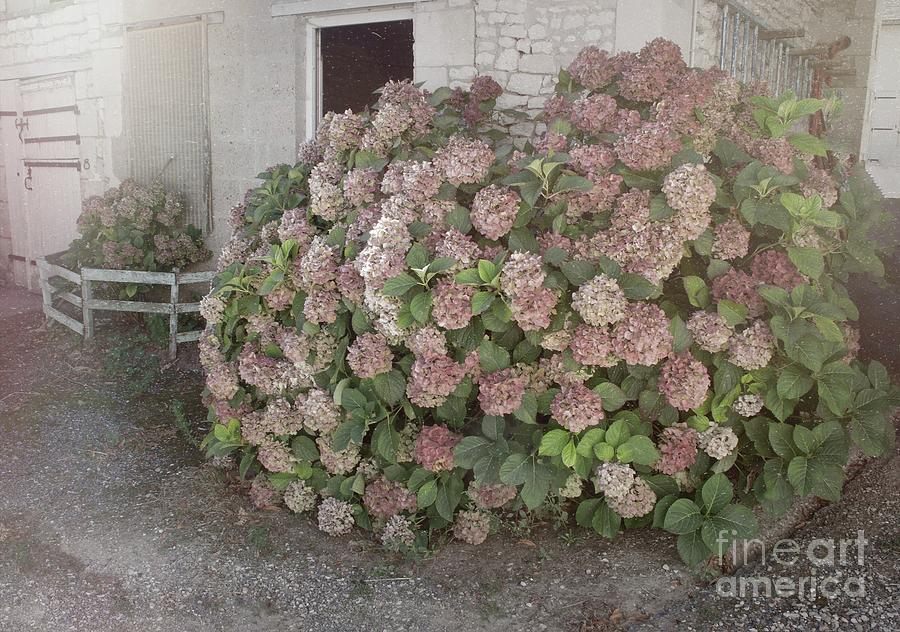 French Hydrangea Photograph by Luther Fine Art