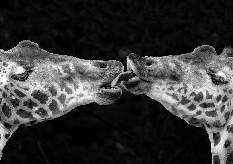 Giraffe Photograph - French Kiss by Michel Romaggi