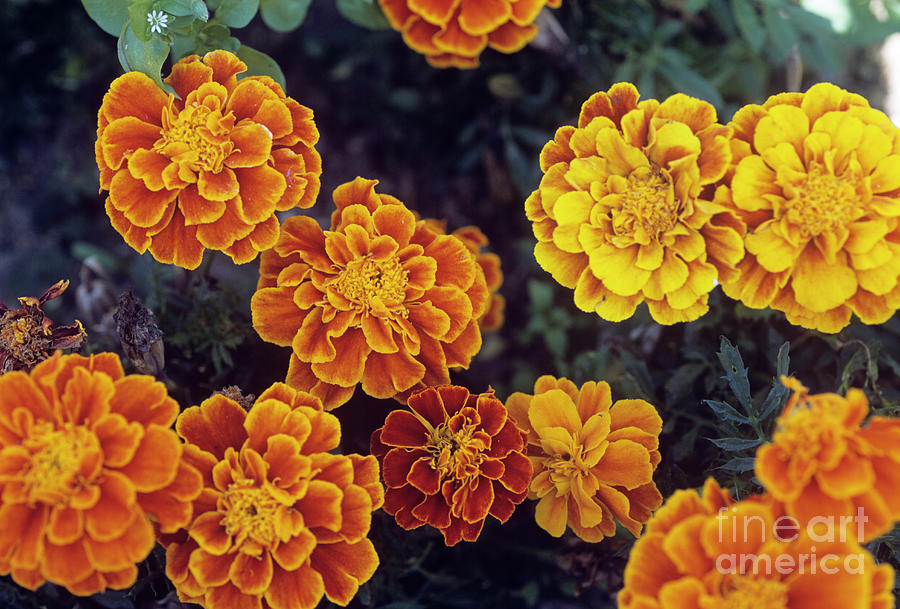 French Marigold Photograph by Jane Sugarman/science Photo Library