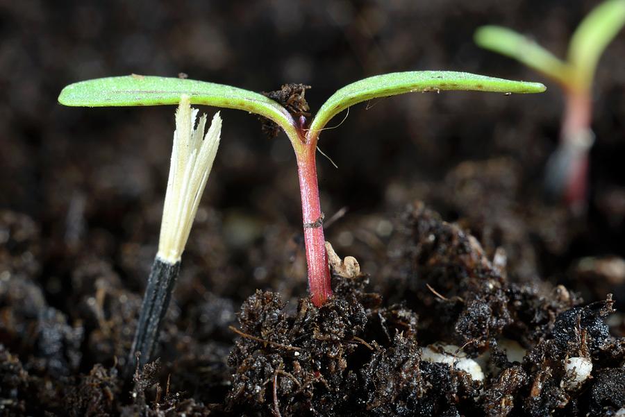 French Marigold Seedling In Compost Photograph by Otmar Diez
