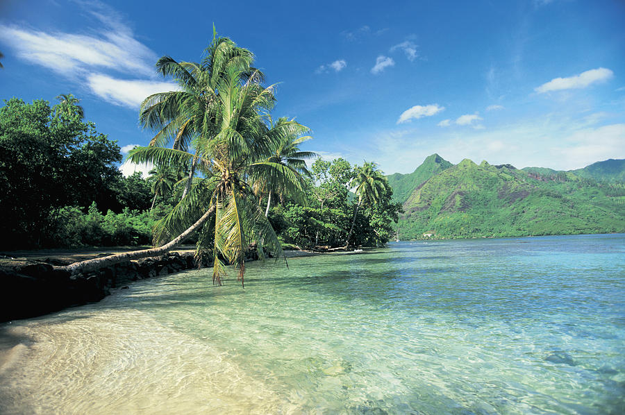 French Polynesia, Tahiti, Moorea, Palm Photograph by Peter Adams