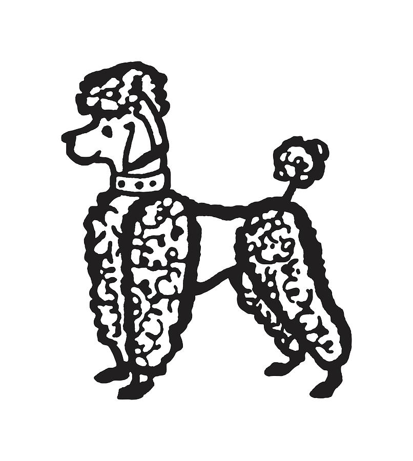 French Poodle Drawing by CSA Images - Fine Art America