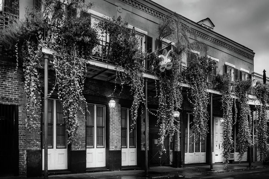 French Quarter Ferns In Black and White Photograph by Greg and Chrystal Mimbs