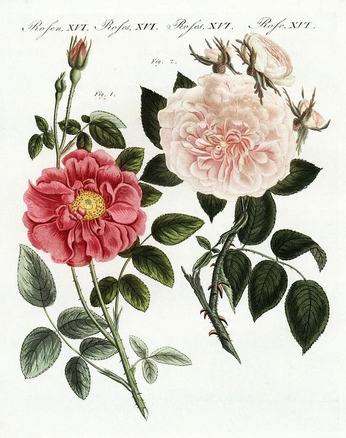 French rose, Rosa gallica, and flesh-colored pink rose. By Friedrich Johann Bertuch. Drawing by Album