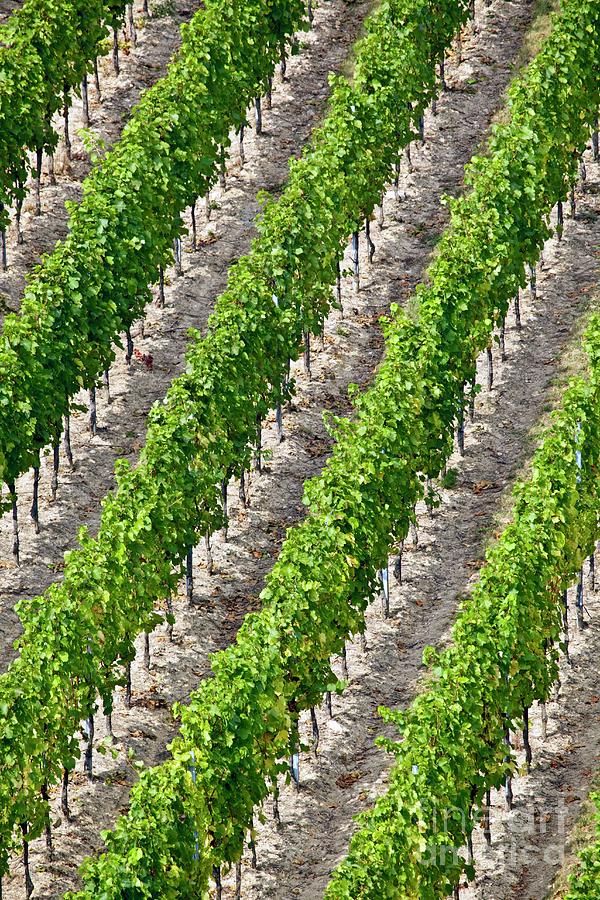 Grape Photograph - French Vineyard by Martyn F. Chillmaid/science Photo Library