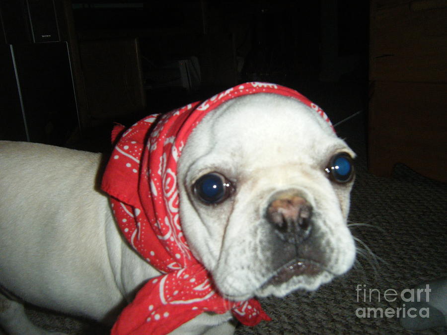 Frenchie In His Bandanna Photograph by Barbra Telfer