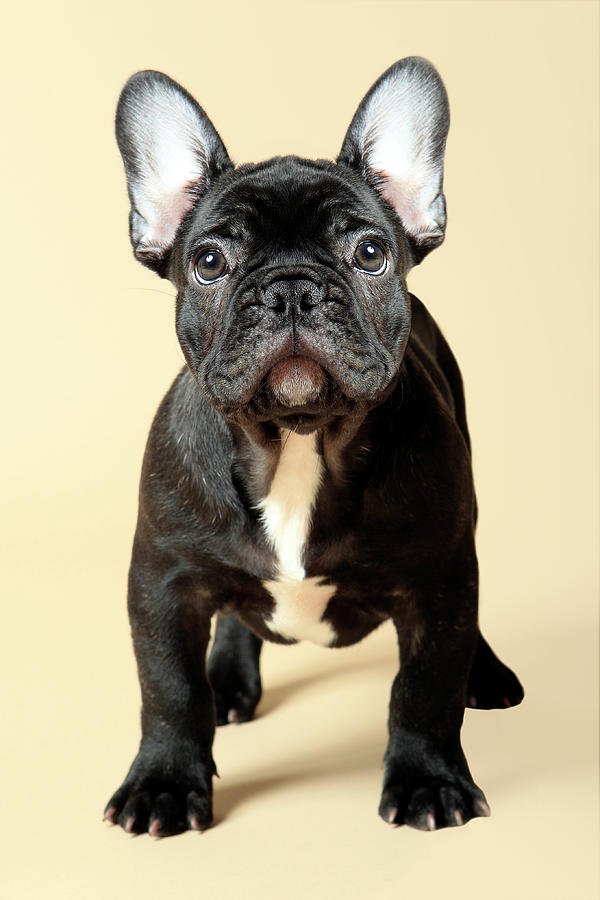 Frenchie Puppy Photograph by Mlorenzphotography