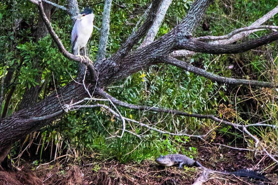 Frenemies - Black Crowned Night Heron and Alligator Photograph by Mary Ann Artz