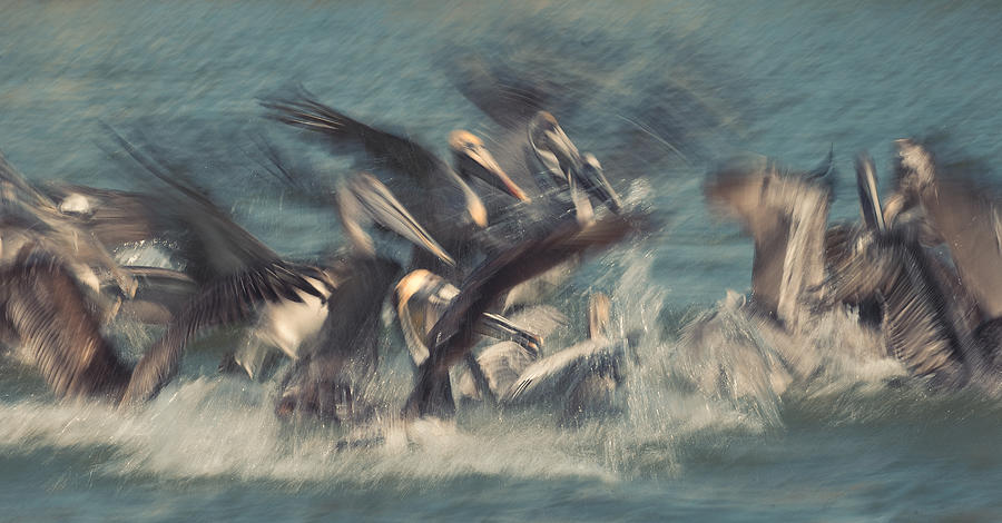 Pelican Photograph - Frenzy Feeding by Fabs Forns