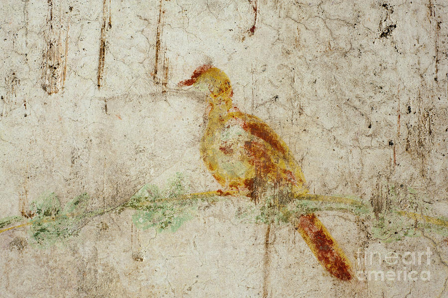 Fresco Photograph - Fresco At Domus Aurea Palace Excavations In Rome by Marco Ansaloni/science Photo Library Fresco Photograph - Fresco At Domus Aurea Palace Excavations In Rome by Marco Ansaloni/science Photo Library