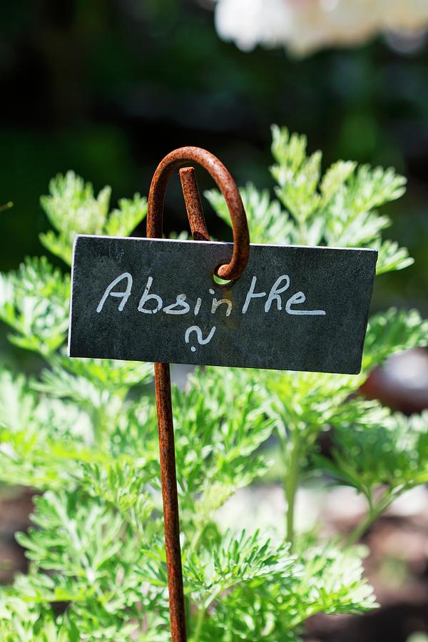 Fresh Absinthe In The Garden With Sign Photograph by Lutt, Carine