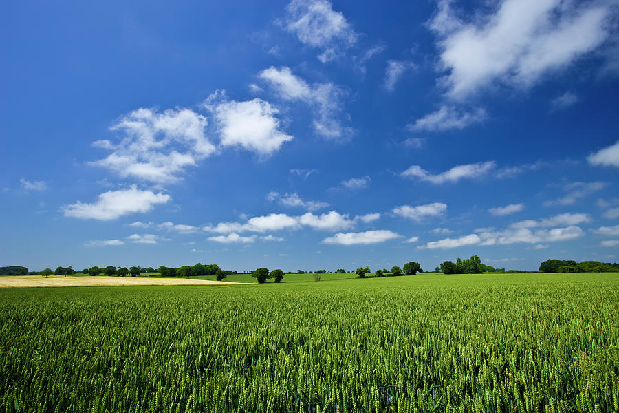 Fresh Air. Blue Skies Over Green Wheat Photograph by Alvinburrows