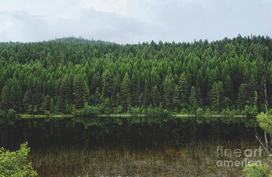 Fresh Air. Landscape Forest Photograph Photograph by Stephen Geisel - Pixels