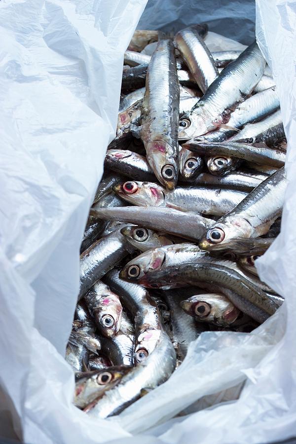 Fresh Anchovies In A Plastic Bag Photograph by Charlotte Von Elm