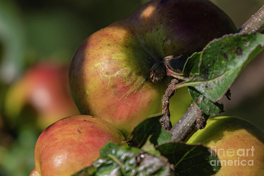 Fresh Apples by Brian Roscorla Fresh Apples by Brian Roscorla