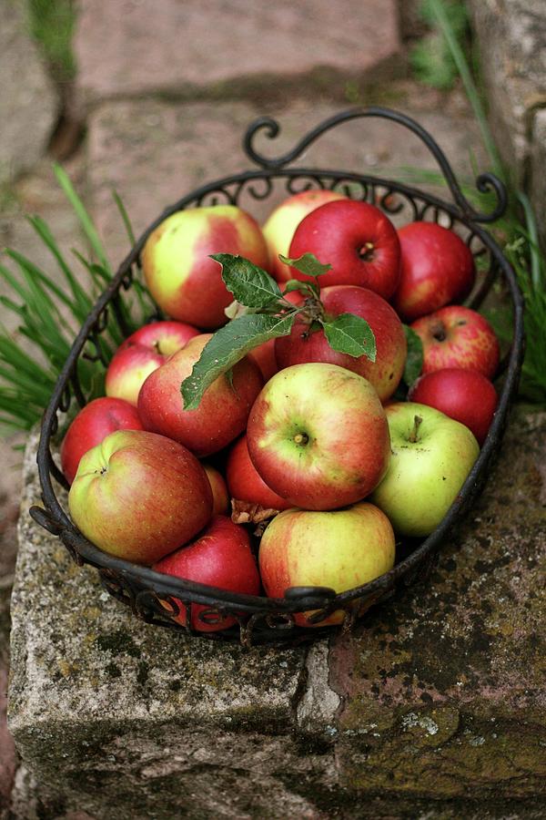 Fresh Apples In A Metal Basket Photograph by Alexandra Panella