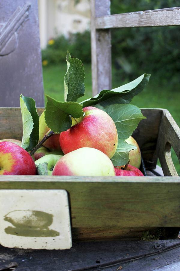 Fresh Apples In A Wooden Box On A Garden Chair Photograph by Patricia Miceli