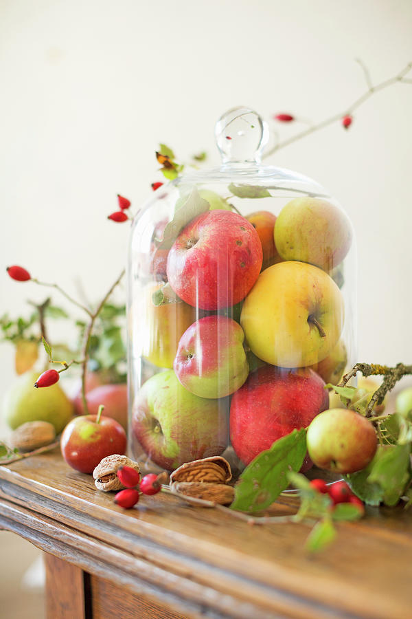 Fresh Apples Of Different Varieties Harvested From An Orchard Under A Glass Bell On A Wooden Table Photograph by Sabine Lscher