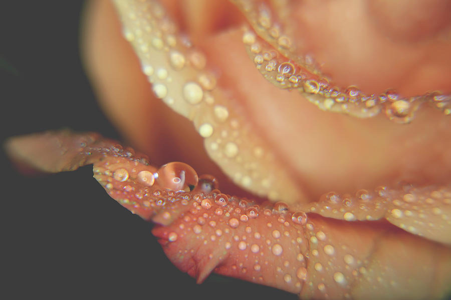 Rose Photograph - Fresh as the Morning Air by Laurie Search