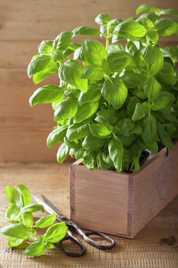 Fresh Basil In A Wooden Crate Photograph by Olga Miltsova