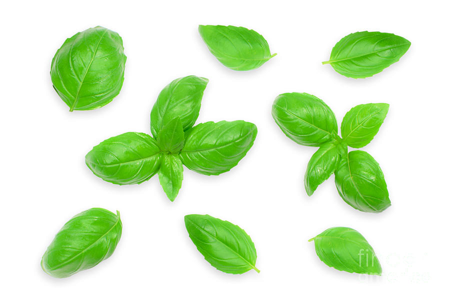 https://images.fineartamerica.com/images/artworkimages/mediumlarge/2/fresh-basil-leaves-wdnet-studio.jpg