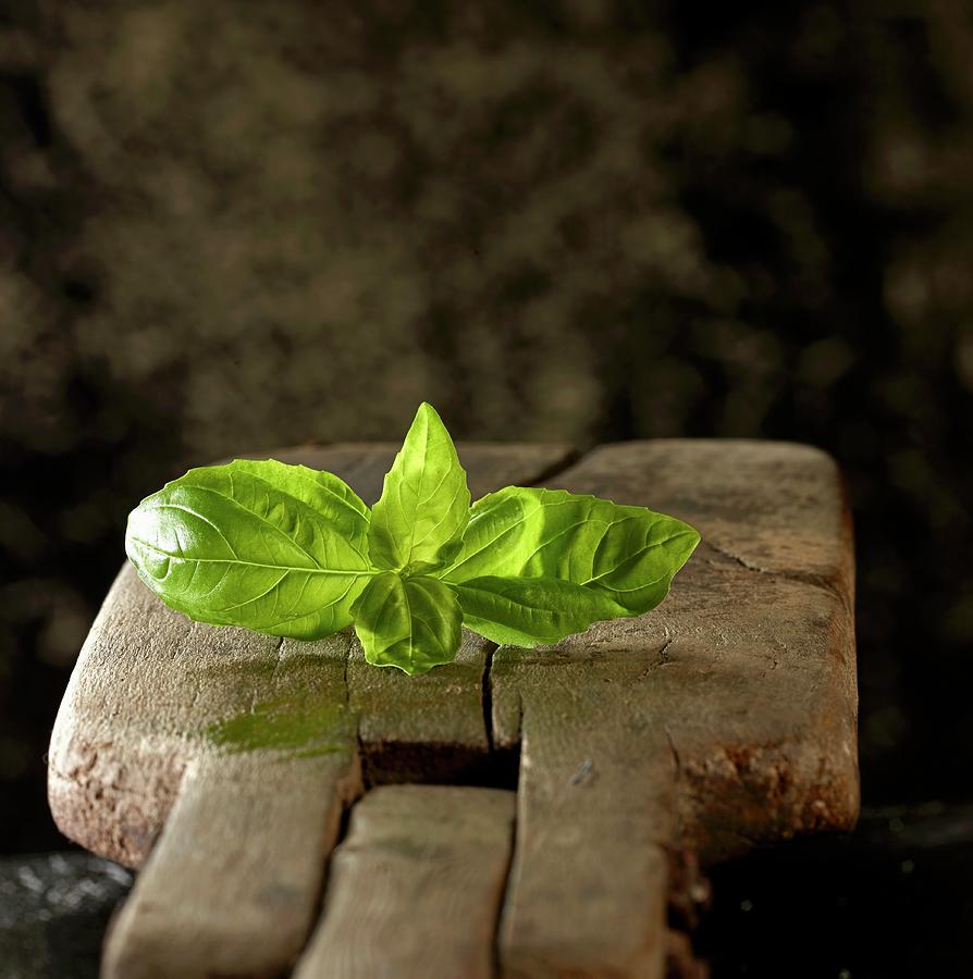 Fresh Basil On A Wooden Board Photograph by Ludger Rose