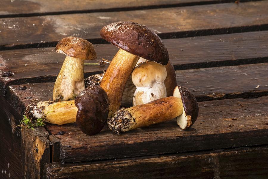 Fresh Bay Boletes And Porcini Mushrooms On A Wooden Crate Photograph by Chris Schfer