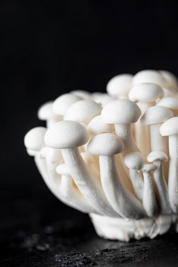 Fresh Beech Mushrooms On A Black Background Photograph by Sylvia Meyborg