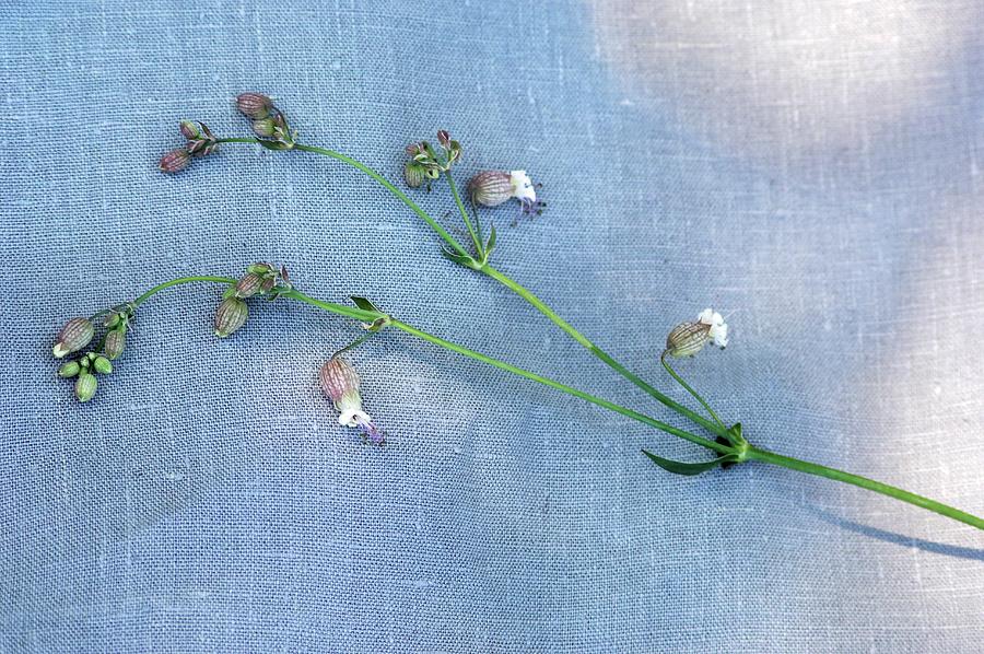 Fresh Bladder Campion On A Fabric Surface Photograph by Christine Gill