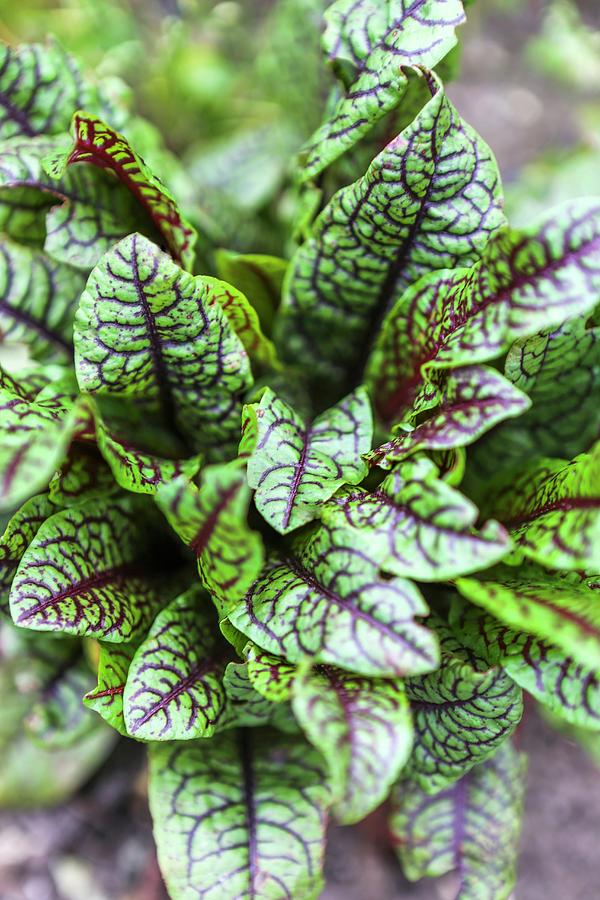 Fresh Bloodwort In A Raised Flowerbed Photograph by Sandra Krimshandl ...