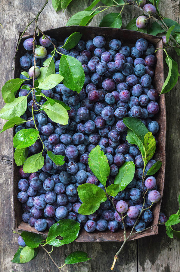 Fresh Blue Plums In Rusty Baking Tray Photograph by Mateja Zvirotic