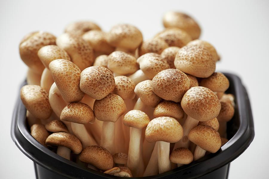 Fresh Buna Shimeji Mushrooms In A Plastic Pot Photograph by Zemgalietis, Maris