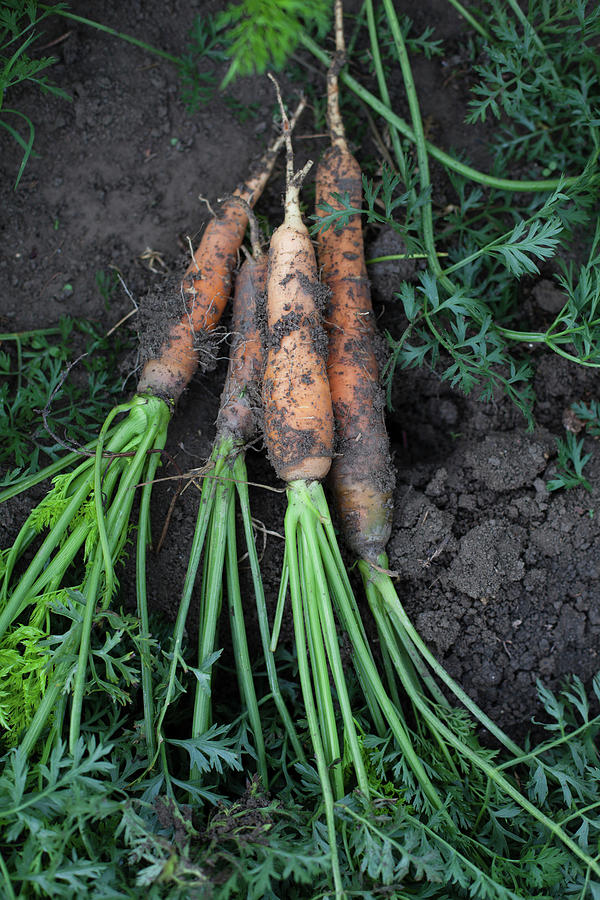 Fresh Carrots In A Vegetable Patch Photograph by Eising Studio
