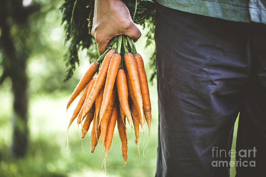 Carrot Photograph - Fresh carrots in hands by Mythja Photography